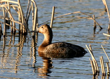 Canvasback hen, Aythya valisineria