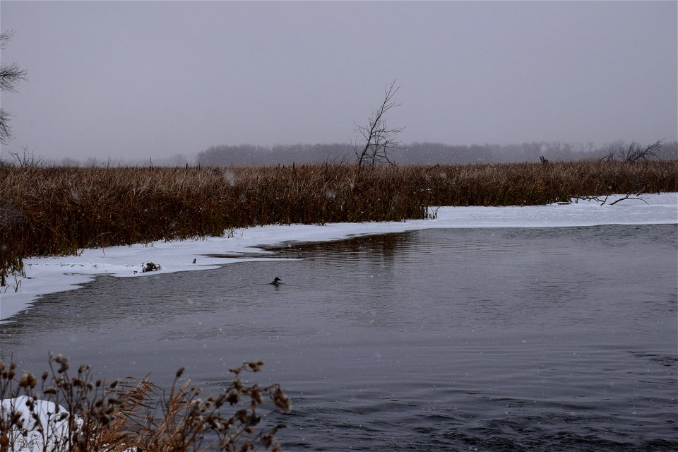 A lone canvasback swims in open water near Rock Dam at J. Clark Salyer NWR.  Canvasbacks are normally late to migrate.

Photo Credit:  Colette Guariglia/USFWS
