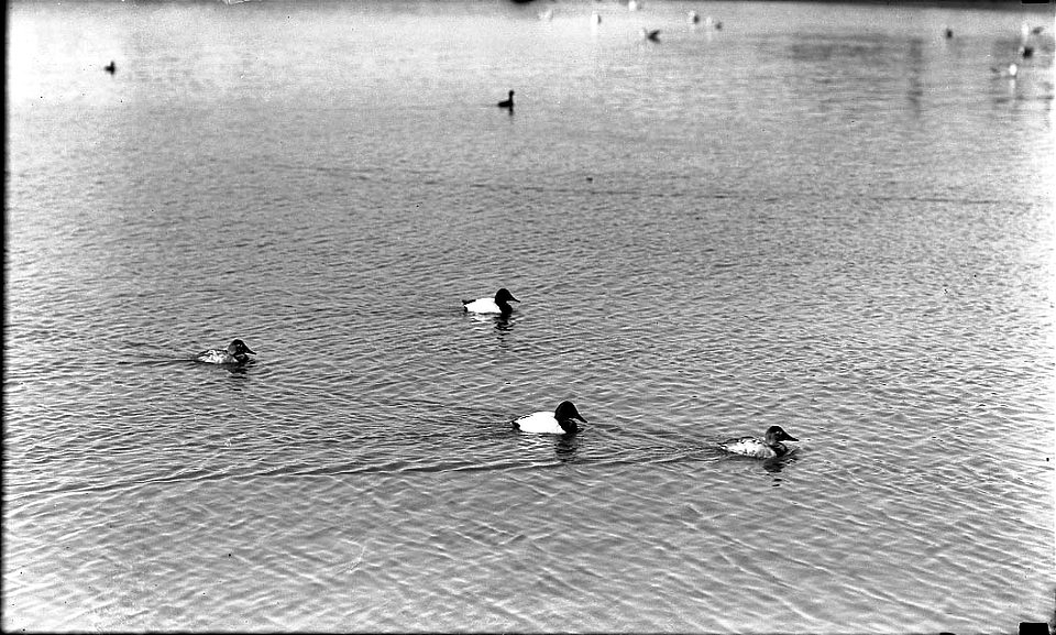 Ducks female leading male can.