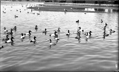 Lake Merritt