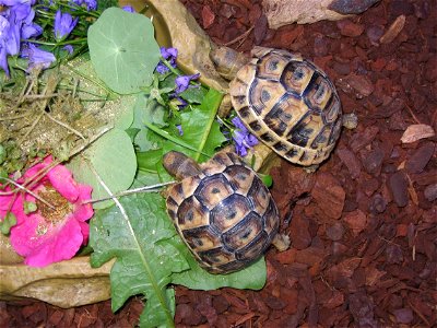 8 month old male & female Tunisian Spur Thighed Tortoises.