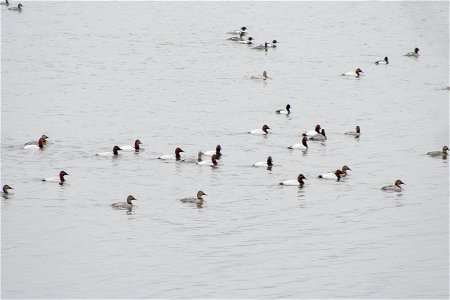 Raft, Spring Lake