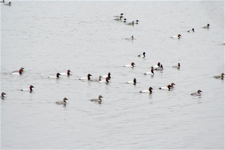 Raft, Spring Lake photo