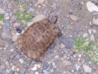 A turtle, photographed on a wilderness river-island between Tbilissi and Mzcheta. Size: appr. 25 cm