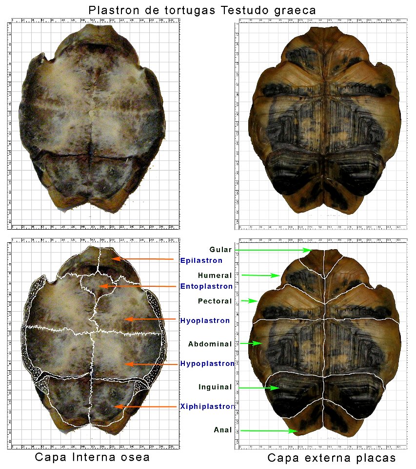 Plastron de tortuga, nomenclatura de huesos y placas