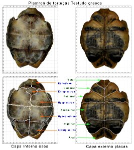 Plastron de tortuga, nomenclatura de huesos y placas