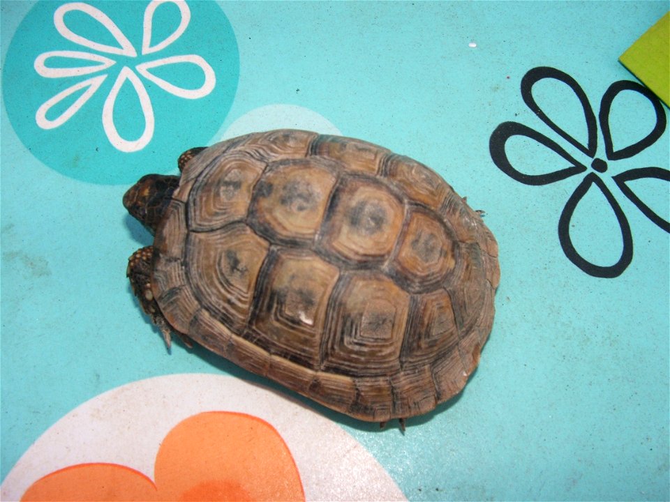 Testudo graeca, Greek tortoise.