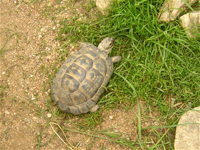 Levantine Tortoise (Testudo graeca terrestris); Zoopark in Zájezd, Kladno District, Czech Republic.