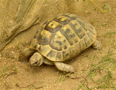 Levantine Tortoise (Testudo graeca terrestris); Zoopark in Zájezd, Kladno District, Czech Republic.