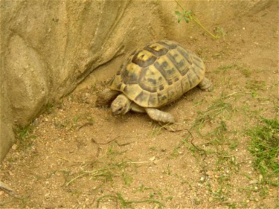 Levantine Tortoise (Testudo graeca terrestris); Zoopark in Zájezd, Kladno District, Czech Republic.