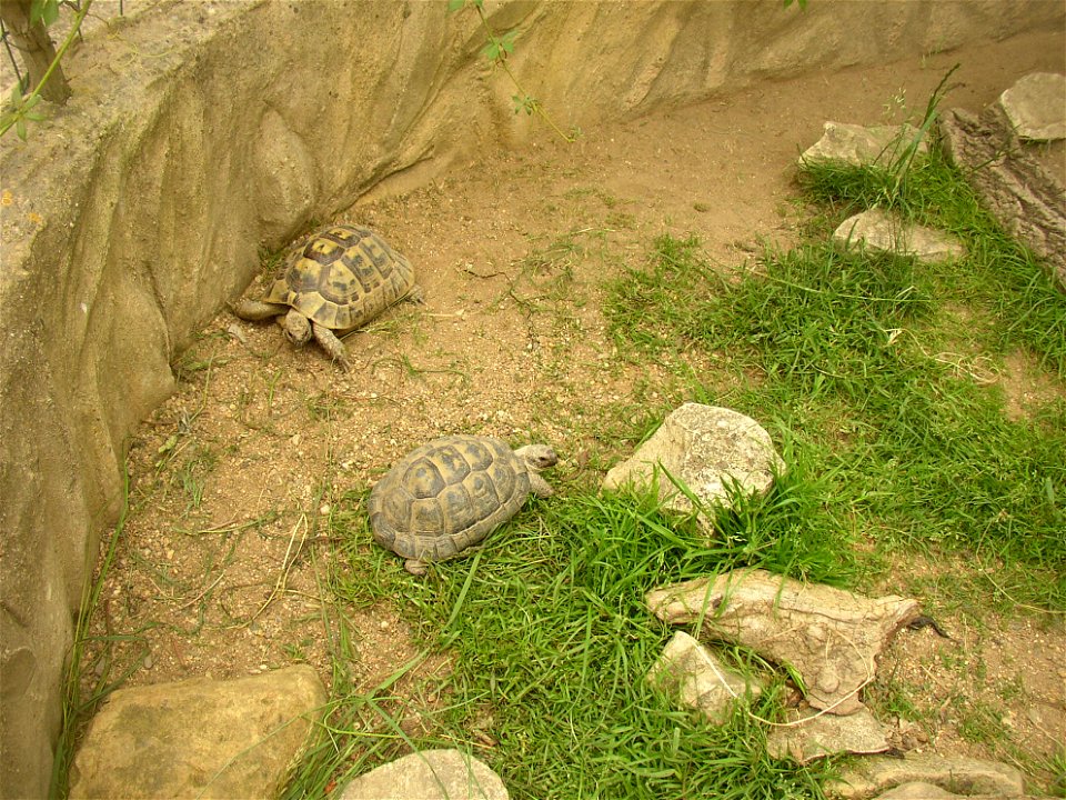 Levantine Tortoise (Testudo graeca terrestris); Zoopark in Zájezd, Kladno District, Czech Republic.