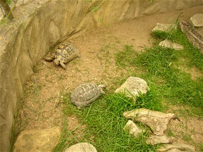 Levantine Tortoise (Testudo graeca terrestris); Zoopark in Zájezd, Kladno District, Czech Republic.