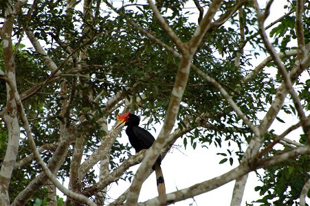 Rhinoceros hornbill (Buceros rhinoceros) in Borneo