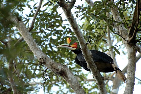 Rhinoceros hornbill (Buceros rhinoceros) in Borneo