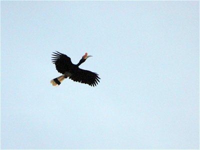 Rhinoceros hornbill (Buceros rhinoceros) in Borneo