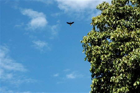 Rhinoceros hornbill (Buceros rhinoceros) in Borneo