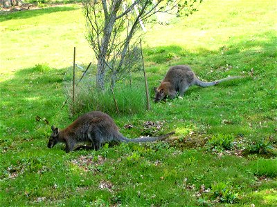 Wallabies at Leonardslee Gardens, Lower Beeding, West Sussex, England