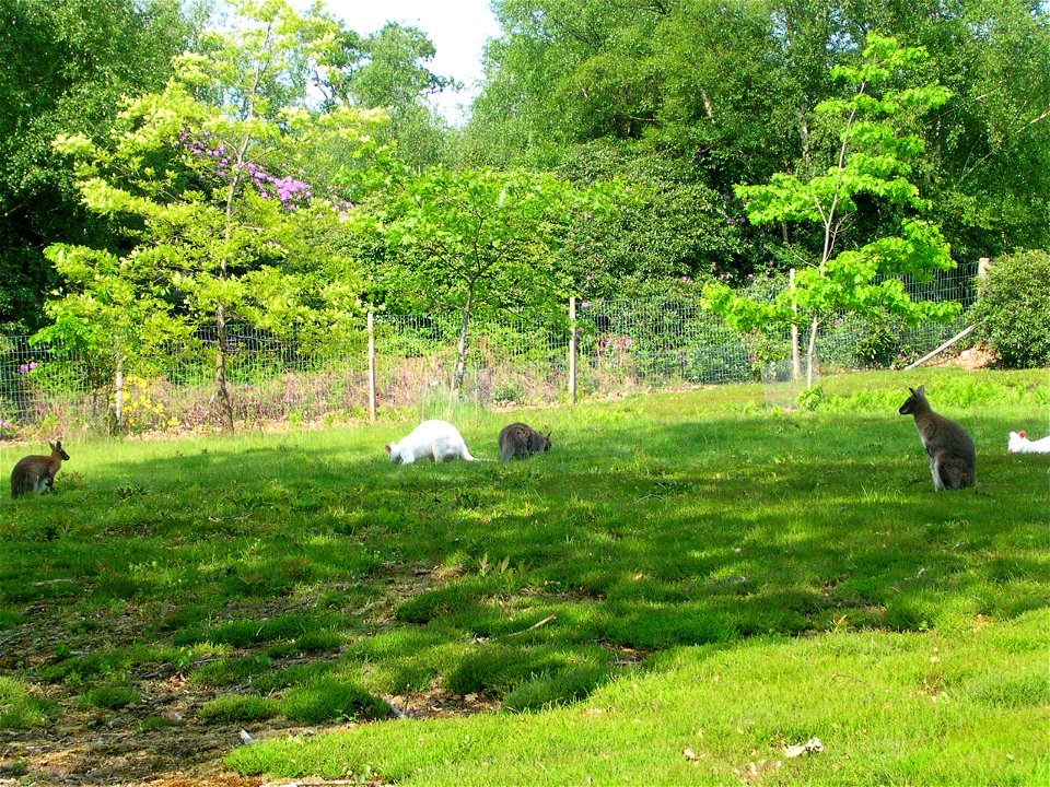 Wallabies at Leonardslee Gardens, Lower Beeding, West Sussex, England.