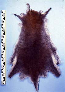 Red-necked wallaby fur skin (Macropus (Wallabia) rufogriseus). Fur skin collection, Bundes-Pelzfachschule, Frankfurt/Main, Germany