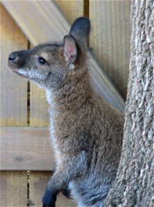 Red Necked Wallaby