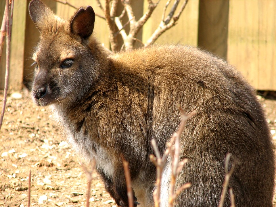 Red Necked Wallaby - Macropus rufogriseus