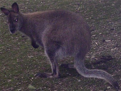 A picture of a red-necked wallaby that I recently took while on tour. photo