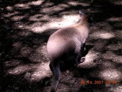 Another picture of the red-necked wallaby that I recently photographed while on tour.