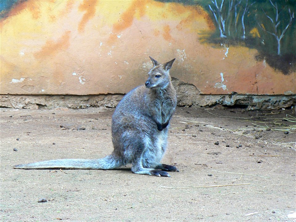 Red-necked Wallaby at Zoo Ohrada, Hluboká nad Vltavou, Czech Republic