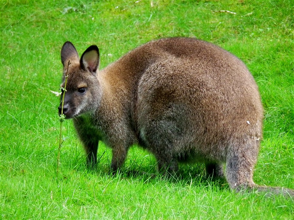 Rotnackenwallaby (Macropus rufogriseus) im Vivarium Darmstadt (Hessen, Deutschland)