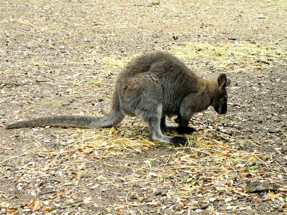 Macropus rufogriseus exhibited in the Jardin d'oiseaux tropicaux, La Londe-les-Maures, France.