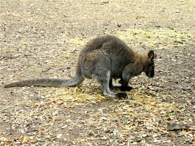 Macropus rufogriseus exhibited in the Jardin d'oiseaux tropicaux, La Londe-les-Maures, France.