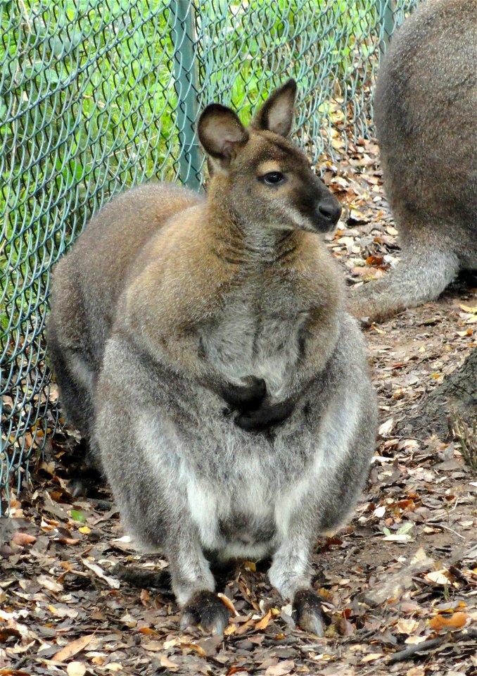Macropus rufogriseus exhibited in the Jardin d'oiseaux tropicaux, La Londe-les-Maures, France.