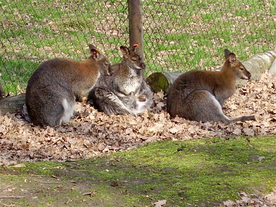 Klokan rudokrký, ZOO Ostrava