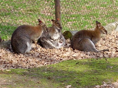 Klokan rudokrký, ZOO Ostrava