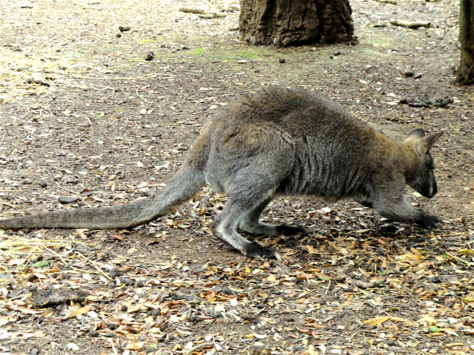 Macropus rufogriseus exhibited in the Jardin d'oiseaux tropicaux, La Londe-les-Maures, France.