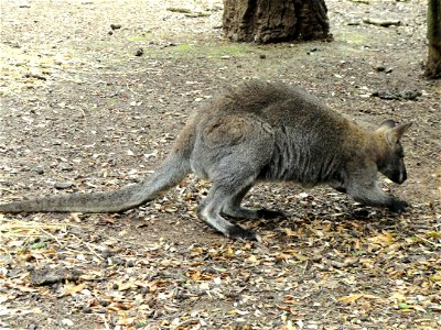 Macropus rufogriseus exhibited in the Jardin d'oiseaux tropicaux, La Londe-les-Maures, France.