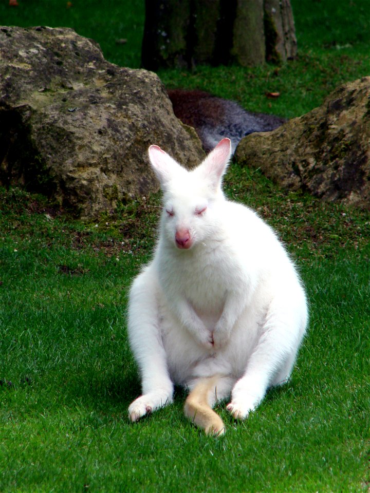 Wallaby de Bennet (Macropus rufogriseus) albinos, au zoo d'Amnéville.