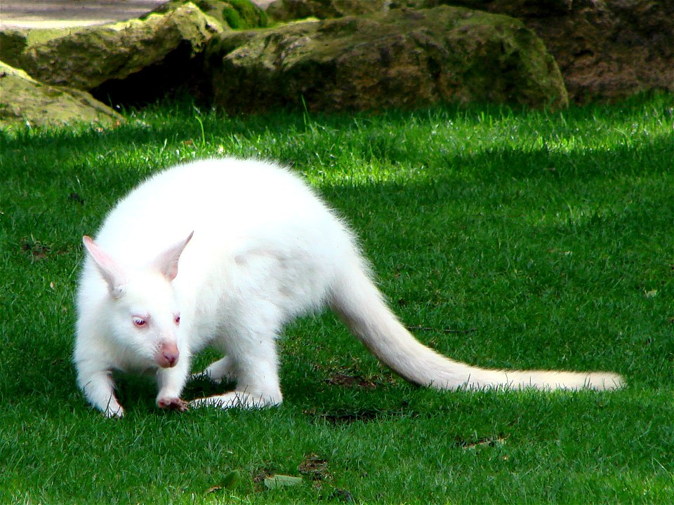 Wallaby de Bennet (Macropus rufogriseus) albinos, au zoo d'Amnéville.