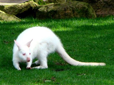 Wallaby de Bennet (Macropus rufogriseus) albinos, au zoo d'Amnéville.