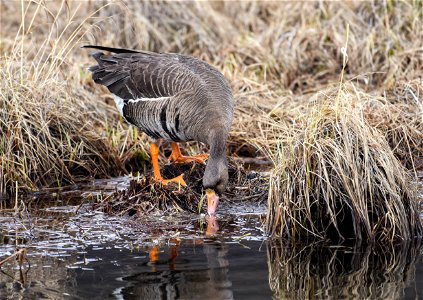 Greater White Fronted Goose