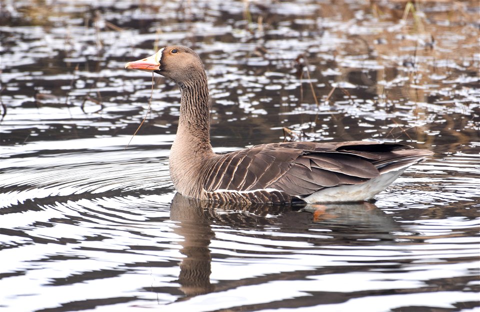 Greater White Fronted Goose