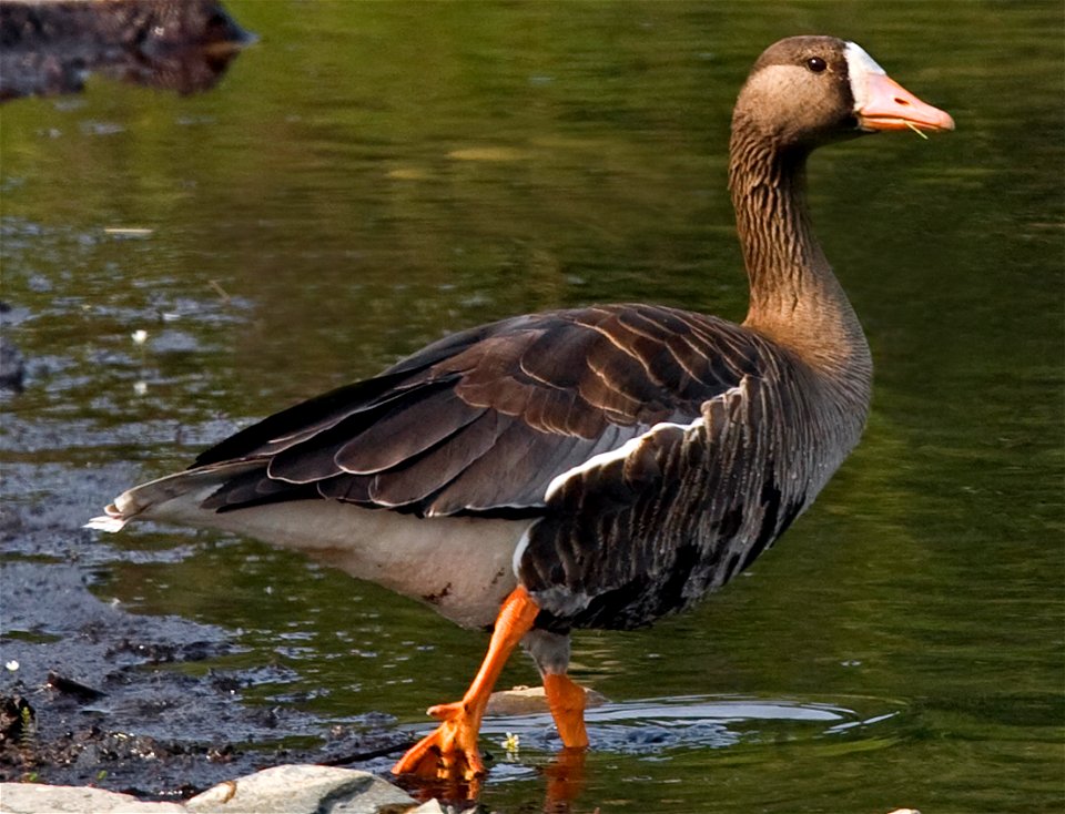 Greater White-fronted Goose (Anser albifrons), Denali National Park and Preserve, AK, USA