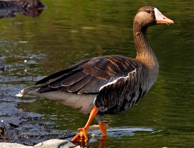 Greater White-fronted Goose (Anser albifrons), Denali National Park and Preserve, AK, USA