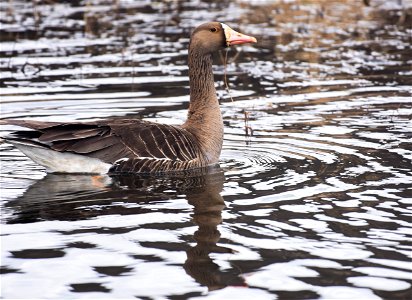 Greater White Fronted Goose