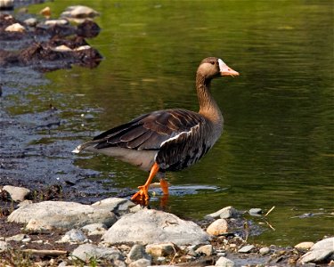 Greater White-fronted Goose (Anser albifrons), Denali National Park and Preserve, AK, USA