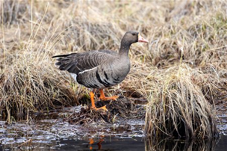 Greater White Fronted Goose