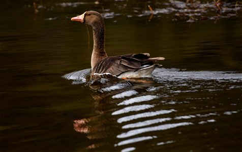 Greater White Fronted Goose