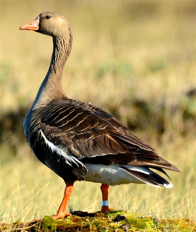 Greater White-fronted Goose on the North Slope of Alaska, in the Chipp South area.