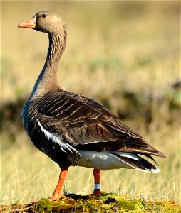 Greater White-fronted Goose on the North Slope of Alaska, in the Chipp South area.