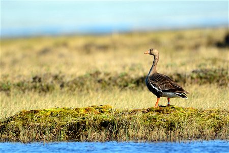 Greater White-fronted Goose on the North Slope of Alaska, in the Chipp South area.